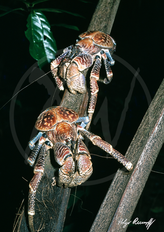 Robber Crabs (Birgus Latro)